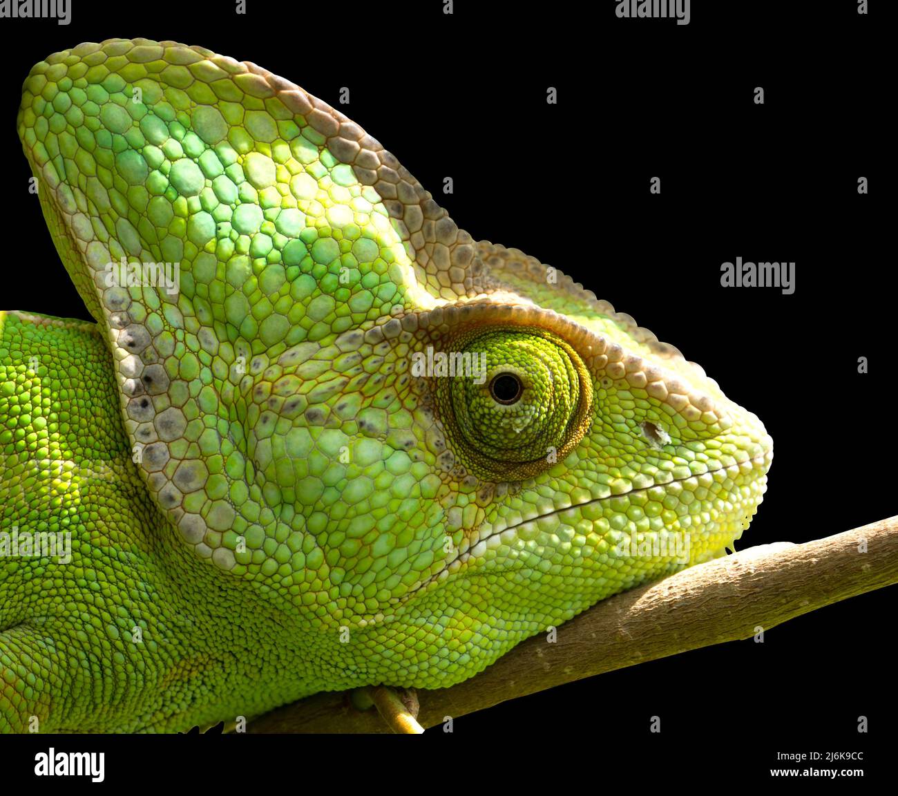Chameleon liegt mit Kopf auf Ast auf isoliertem schwarzem Hintergrund. Weibliches jemen-Chamäleon mit Blick nach vorne. Stockfoto