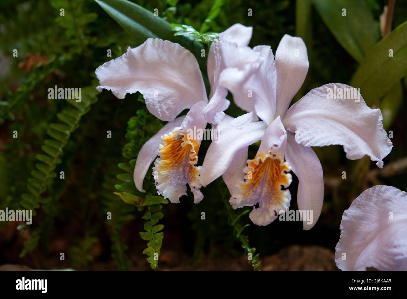 Cattleya mossiae coerulea ist eine Gattung aus der Orchideenfamilie Orchidaceae. Nahaufnahme. Stockfoto