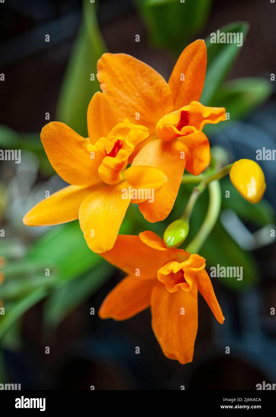 Cattleya ibrido, orange Blume, ist eine Gattung in der Orchideenfamilie Orchidaceae Stockfoto