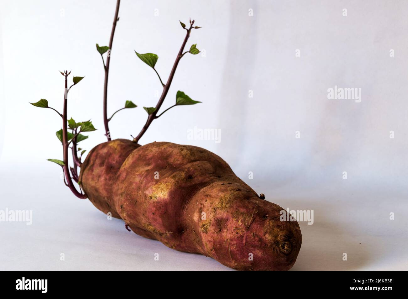 Rosa Süßkartoffel mit Sprossen, fotografiert auf weißem Hintergrund Stockfoto