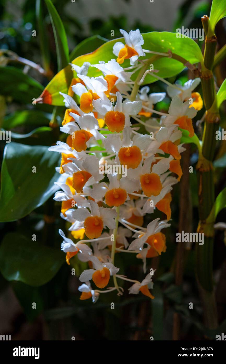 Himalayas Orchidee ist eine Gattung in der Orchideenfamilie Orchidaceae. Nahaufnahme. Stockfoto