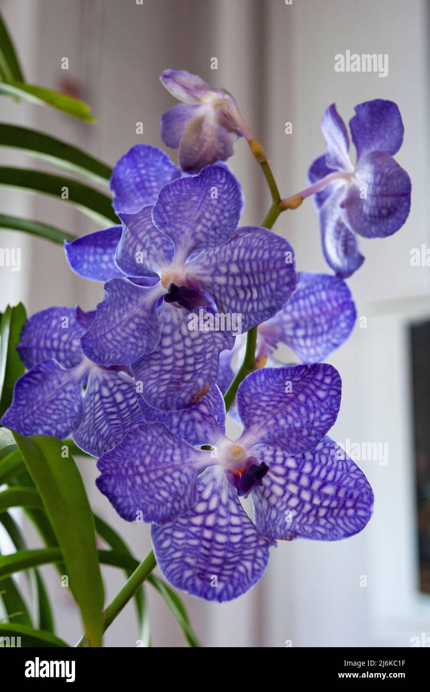 Vanda Blue Magic, blaue Blume, ist eine Gattung in der Orchideenfamilie Orchidaceae. Nahaufnahme. Stockfoto