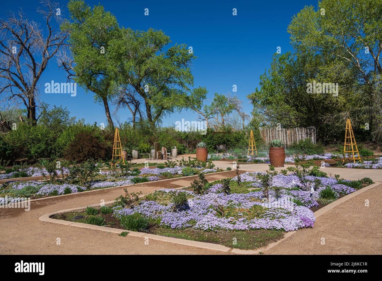 Foto eines Gartens mit Crocus-Pflanzen in New Mexico Stockfoto