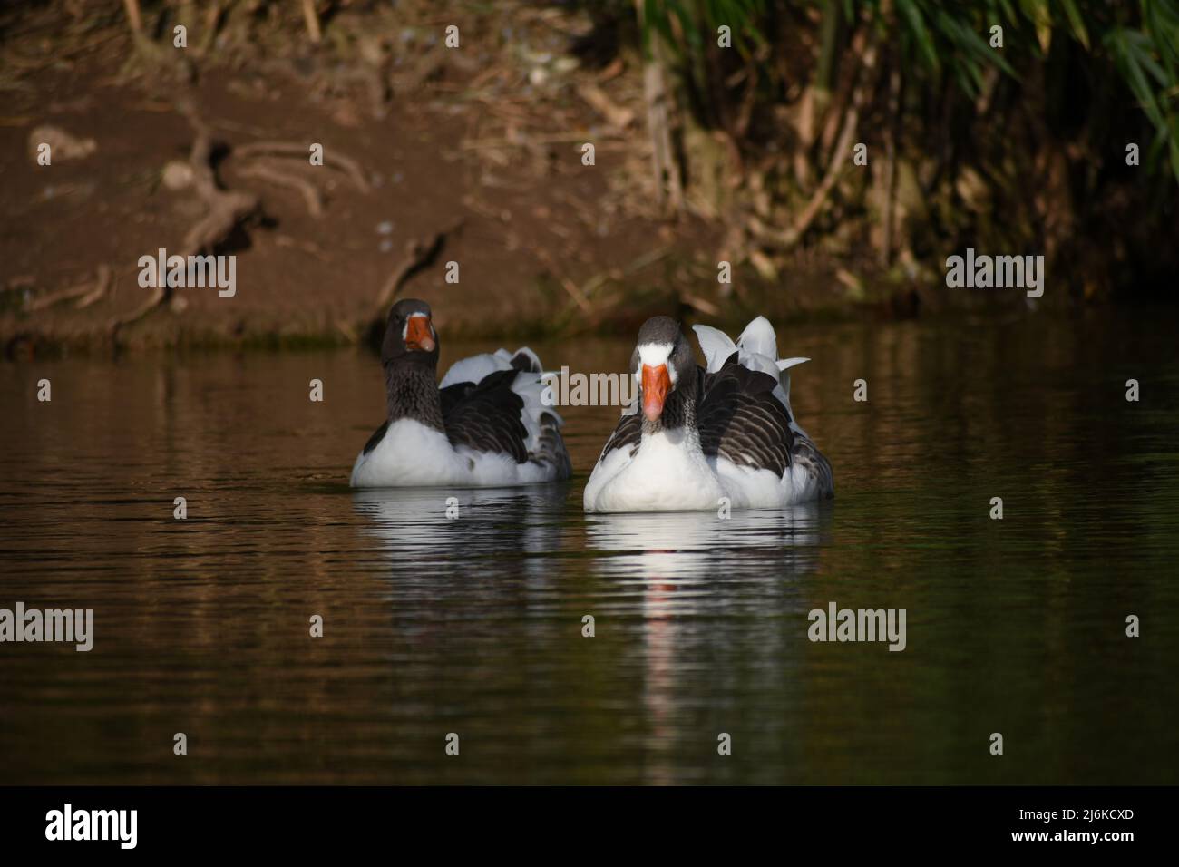 Zwei Hausgänse (anser anser domesticus) auf einem See in einem öffentlichen Park in der Stadt Buenos Aires Stockfoto