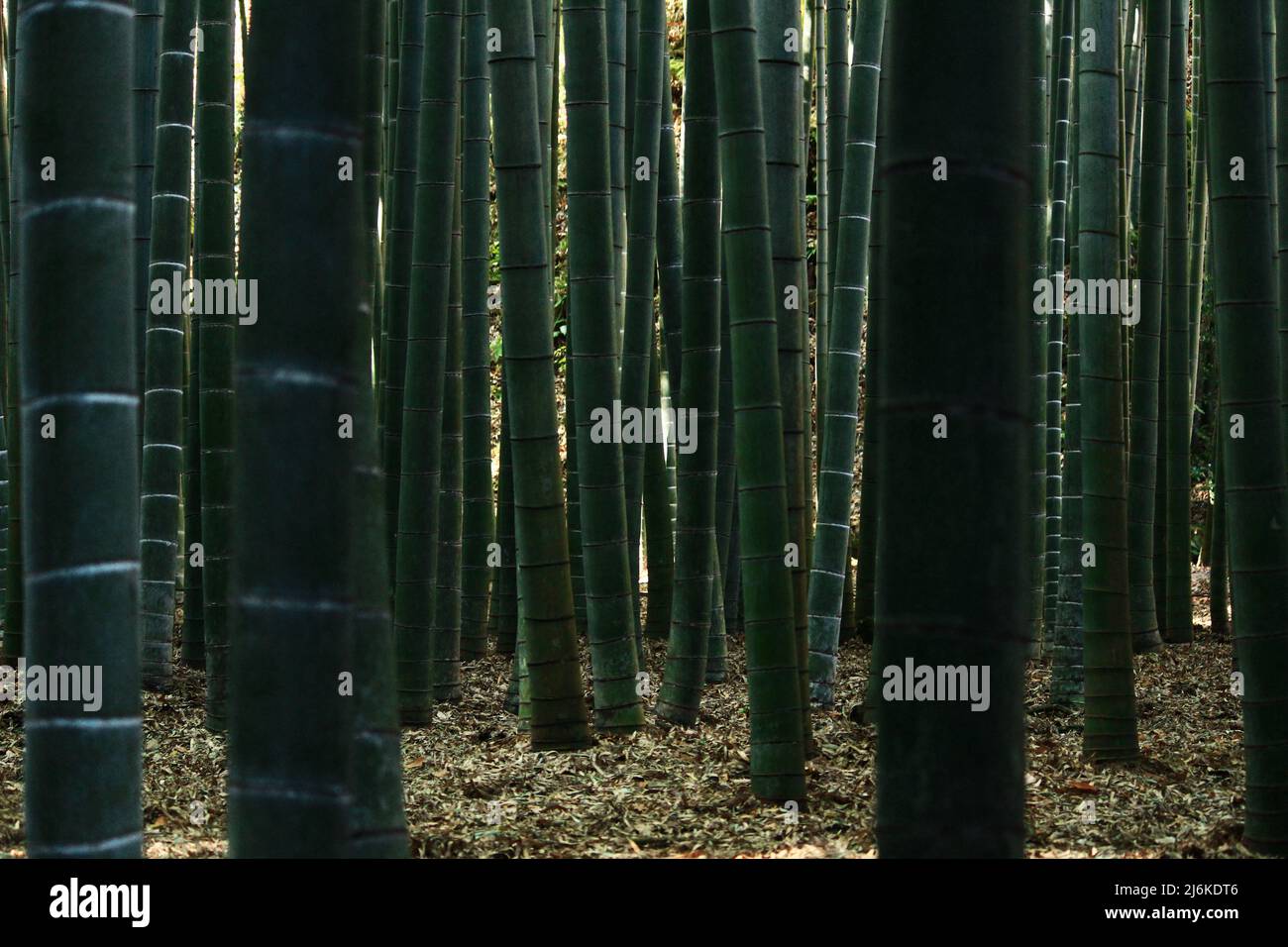 Japanischer Bambushain als Hintergrundmaterial Stockfoto