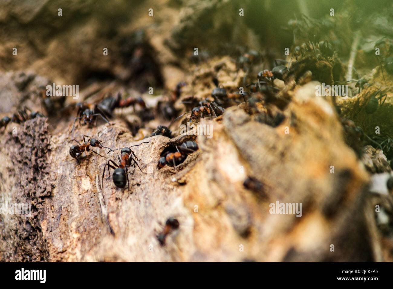 Die südlichen Waldarbeiterameisen sind die größten Ameisen Großbritanniens, die bis zu 10mm lang sind. Sammeln von Material für den Bau ihres Nestes Stockfoto
