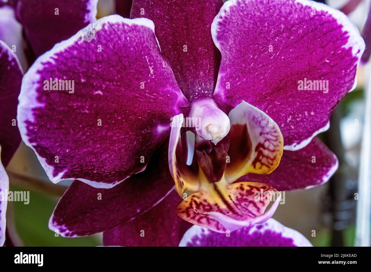 Motte Orchidee aus nächster Nähe nach außen Stockfoto