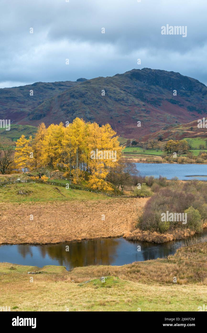 Flussbrathay und Herbstfarbe mit Little Langdale Tarn im englischen Lake District, Cumbria, Großbritannien Stockfoto