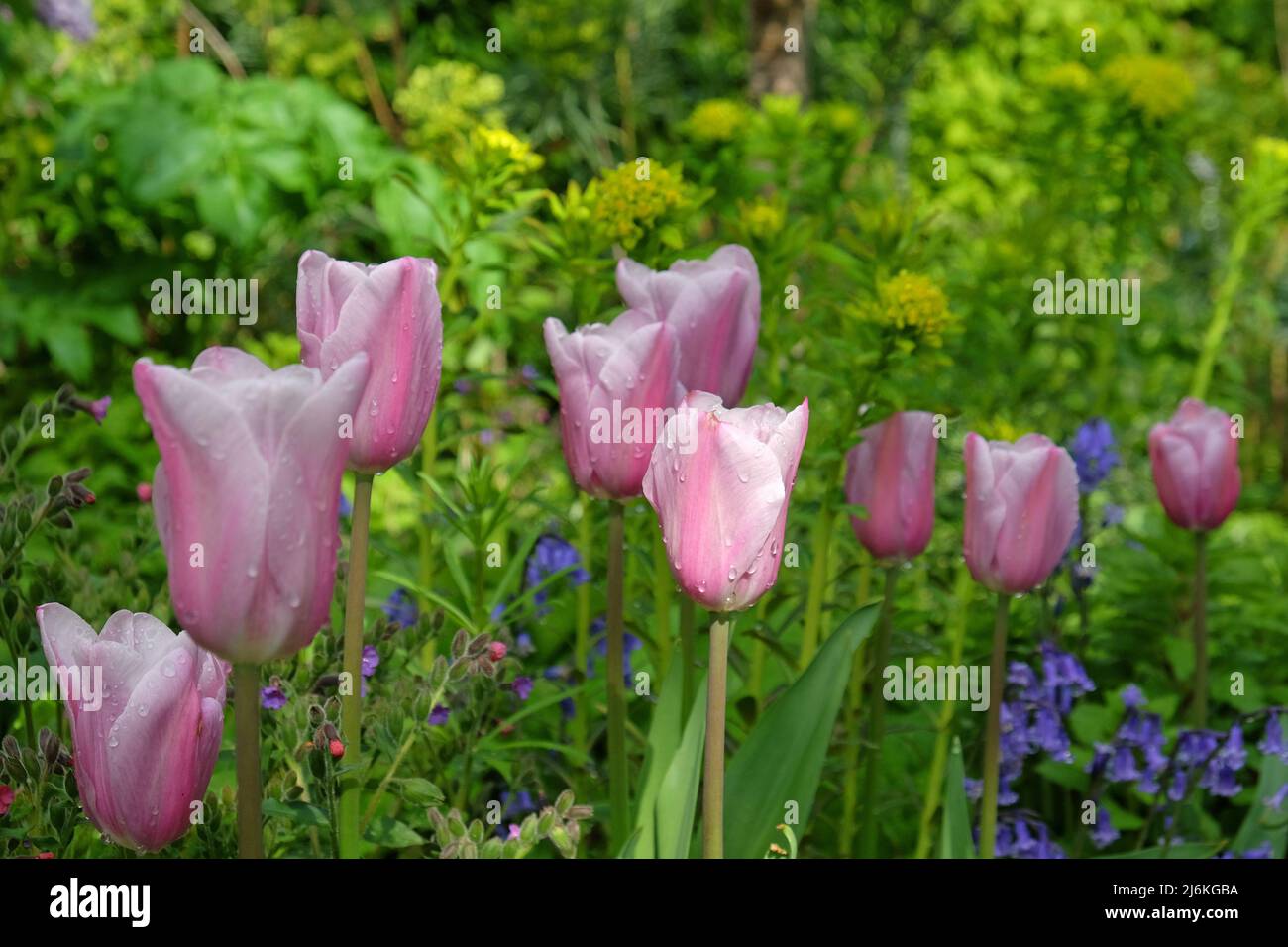 Tulpe „Herrin Mystic“ in Blüte. Stockfoto
