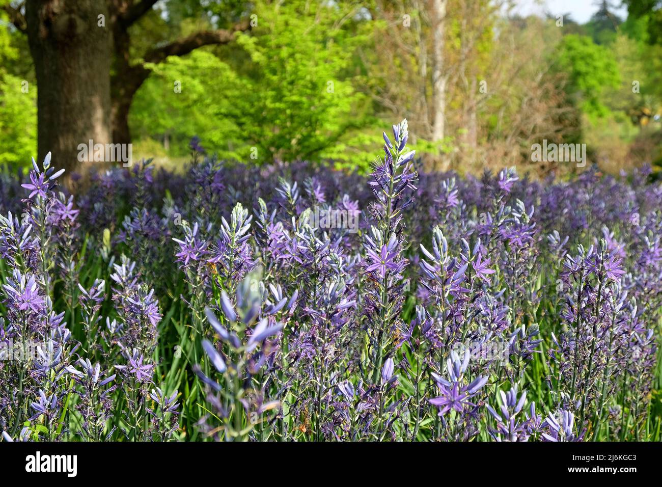Schwungvolle Darstellungen von blühenden Camassien. Stockfoto