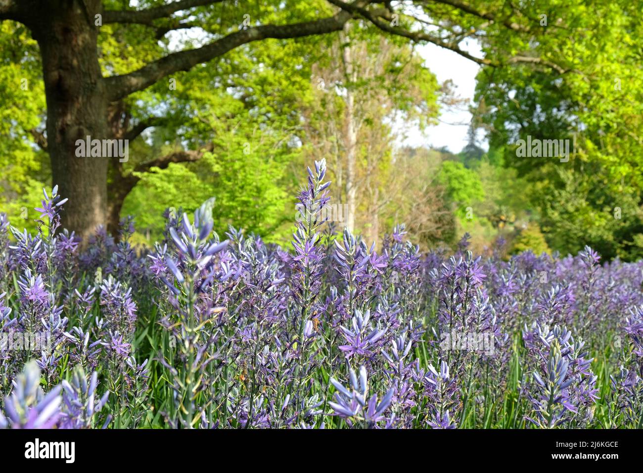 Schwungvolle Darstellungen von blühenden Camassien. Stockfoto
