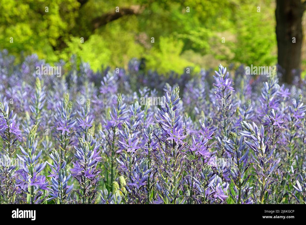 Schwungvolle Darstellungen von blühenden Camassien. Stockfoto