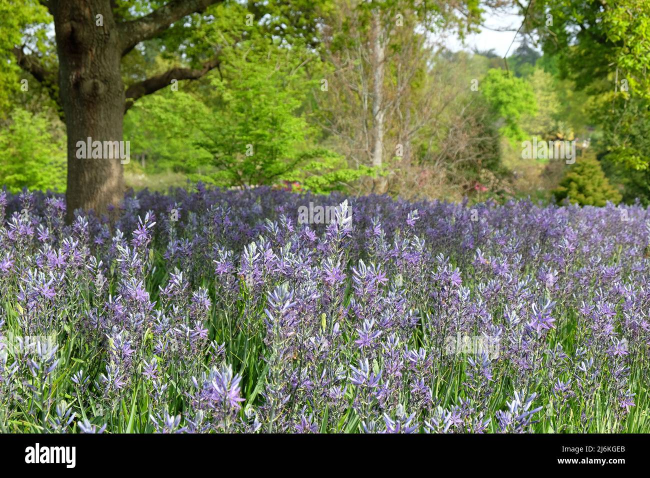 Schwungvolle Darstellungen von blühenden Camassien. Stockfoto