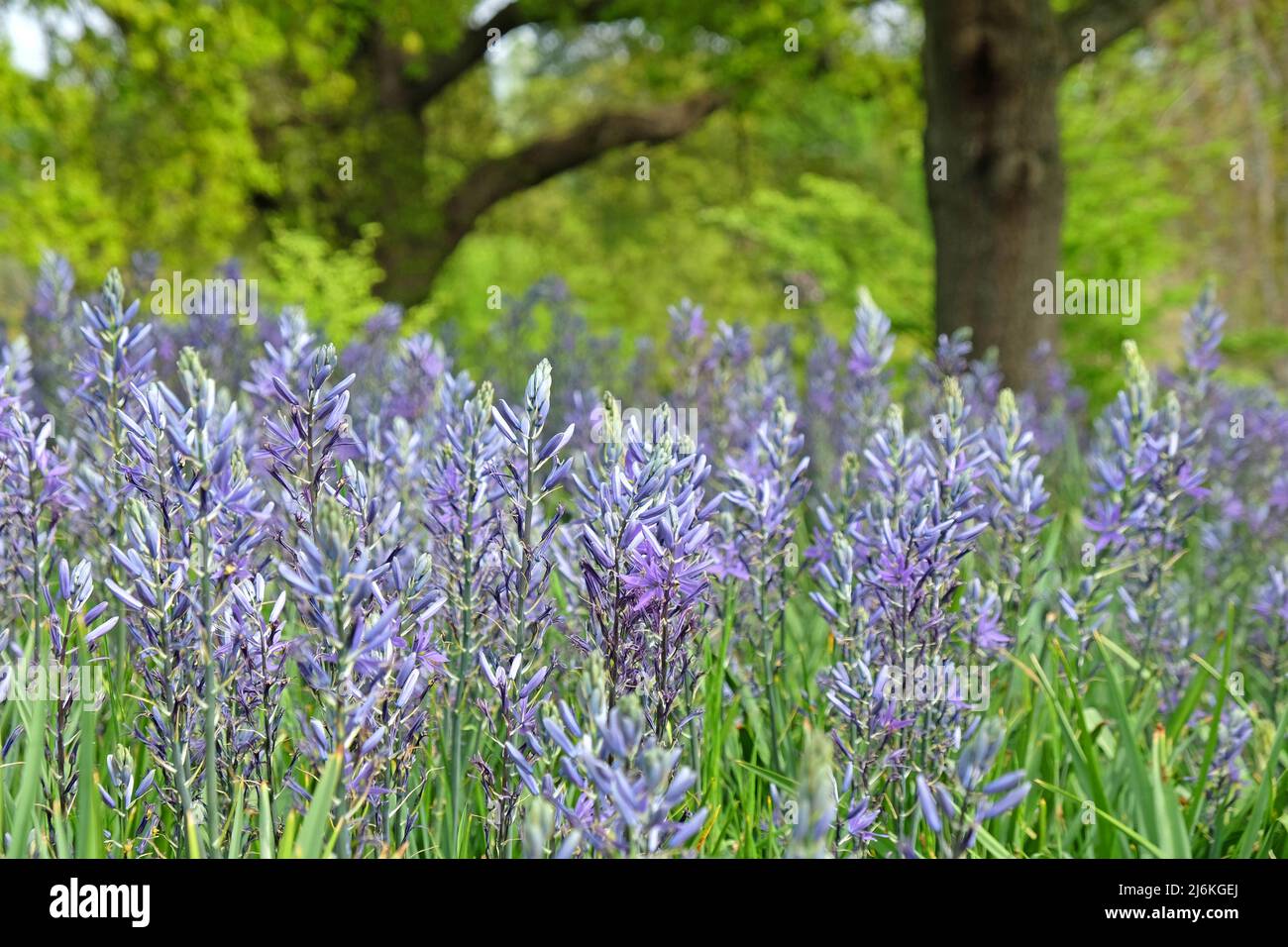 Schwungvolle Darstellungen von blühenden Camassien. Stockfoto