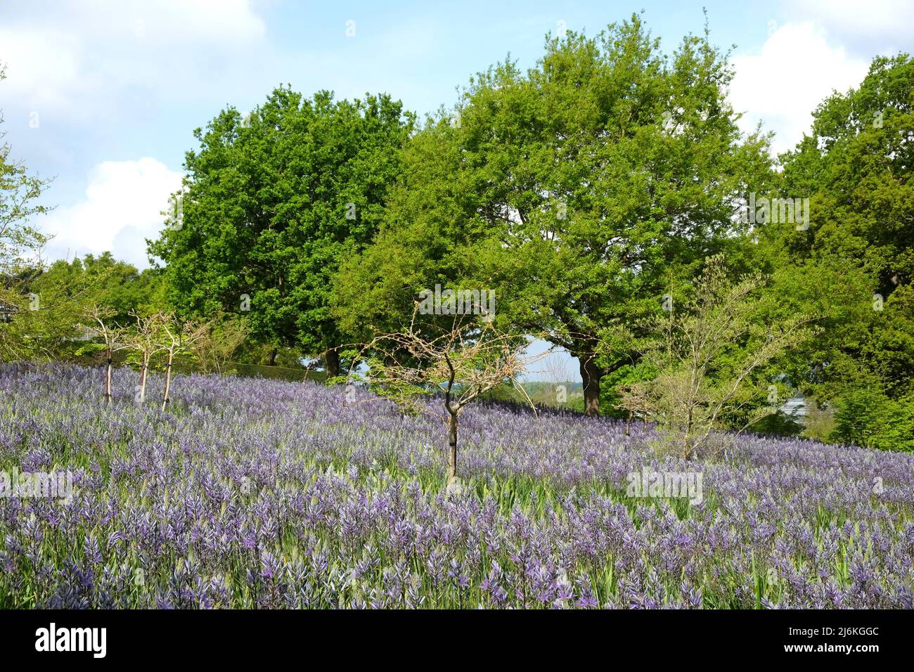 Schwungvolle Darstellungen von blühenden Camassien. Stockfoto