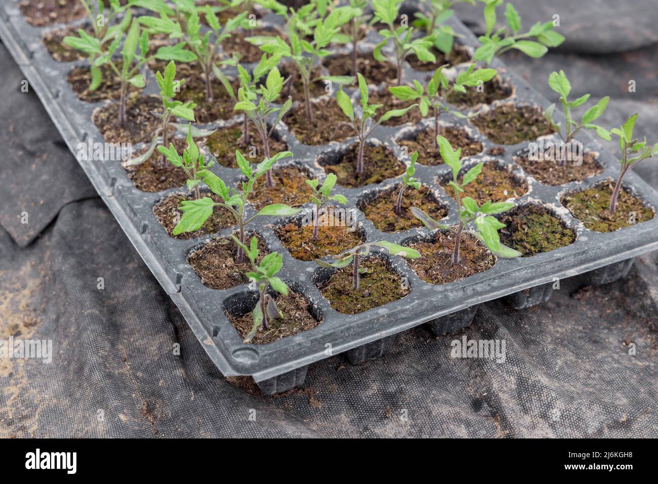 Grüne Tomatensämlinge wachsen in einer Zellschale Stockfoto