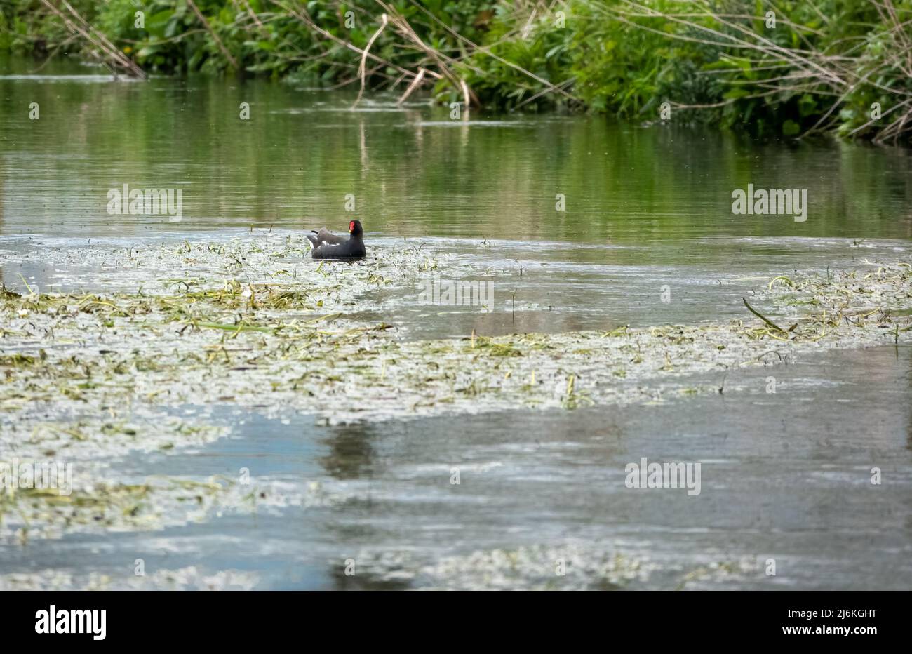 moorhen (Gallinula) in einem Flusskrautbett Stockfoto