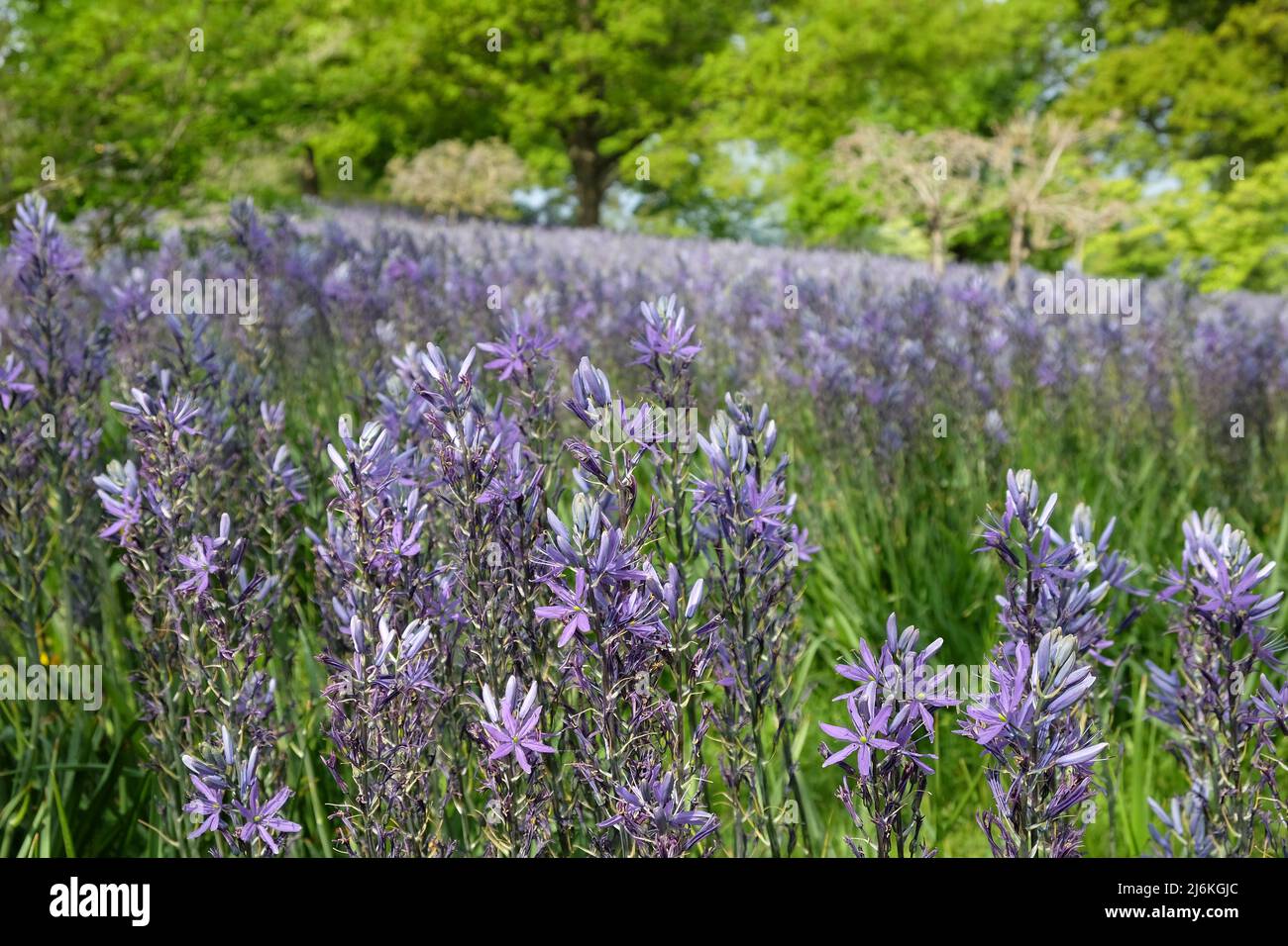 Schwungvolle Darstellungen von blühenden Camassien. Stockfoto