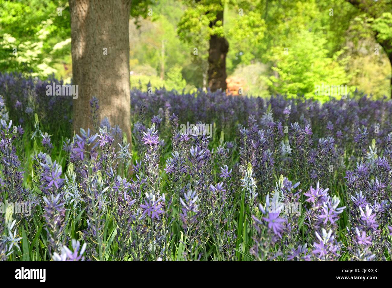 Schwungvolle Darstellungen von blühenden Camassien. Stockfoto