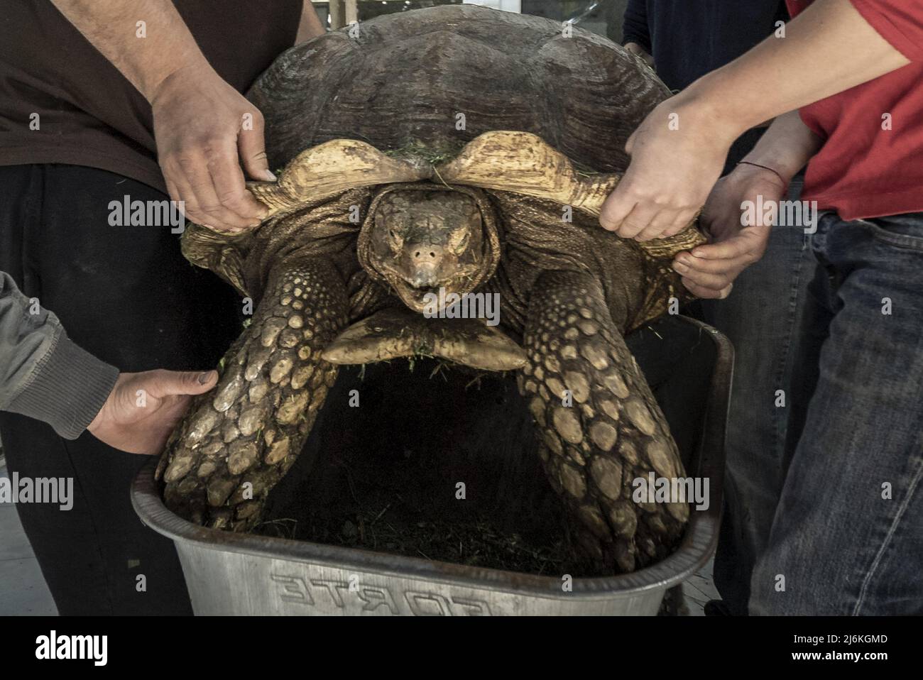 Region Poltava, Ukraine. 2.. Mai 2022. Mitarbeiter des Feldman-Eco Parks arbeiten daran, gerettete Schildkröten am Montag, den 2. Mai 2022, in einen temporären Eco-Park in der Region Poltava zu bringen, zwei Stunden westlich von Charkiw in der Ukraine. Führende israelische Beamte verurteilten am Montag Äußerungen des russischen Chefdiplomaten, die behaupteten, dass der Nazi-Führer Adolf Hitler jüdisch sei und implizierten, dass jüdische Gefangene während des Zweiten Weltkriegs für ihren eigenen Tod im Holocaust verantwortlich seien. Foto von Ken Cedeno/UPI Credit: UPI/Alamy Live News Stockfoto