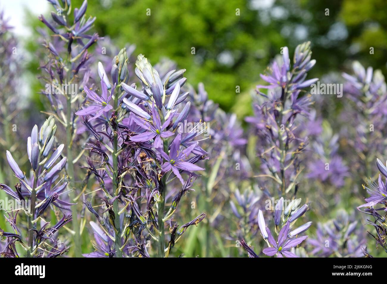 Schwungvolle Darstellungen von blühenden Camassien. Stockfoto