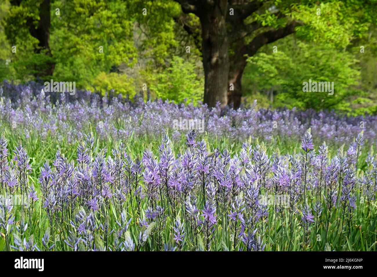 Schwungvolle Darstellungen von blühenden Camassien. Stockfoto