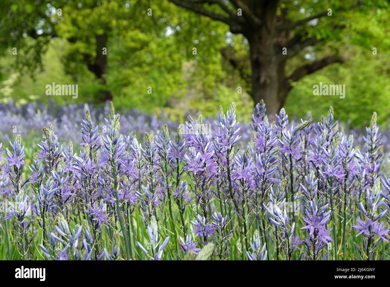 Schwungvolle Darstellungen von blühenden Camassien. Stockfoto