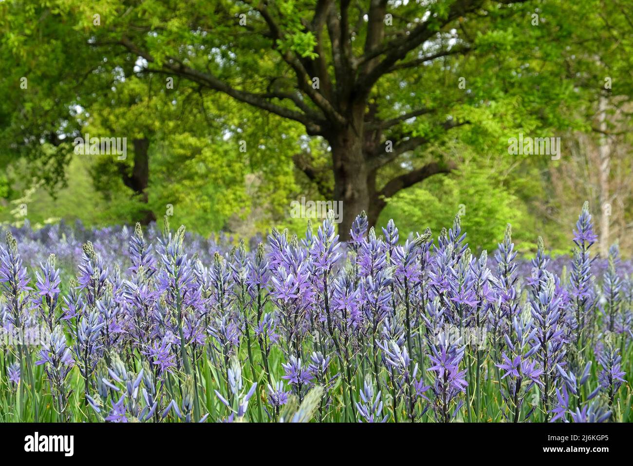 Schwungvolle Darstellungen von blühenden Camassien. Stockfoto