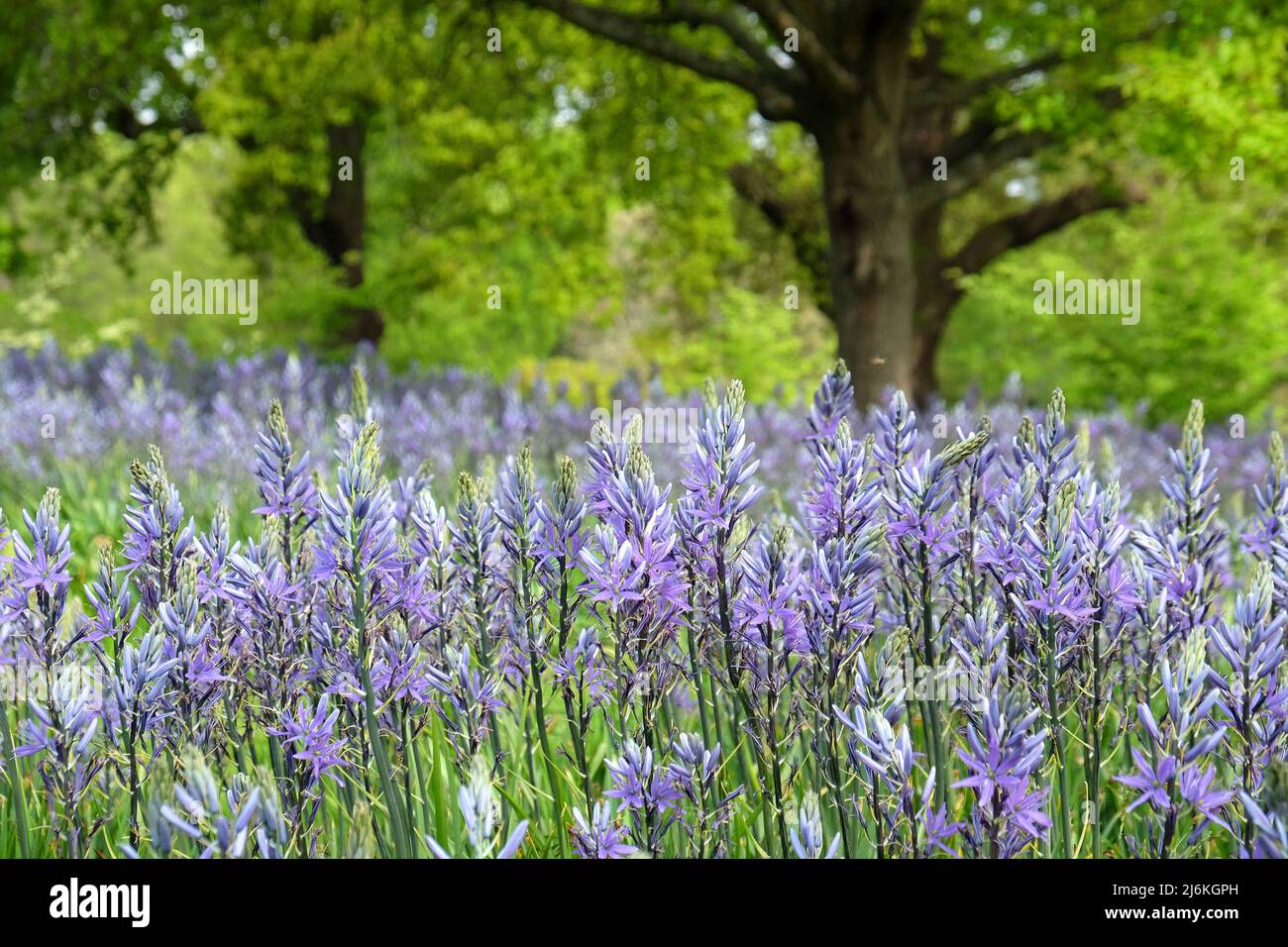 Schwungvolle Darstellungen von blühenden Camassien. Stockfoto