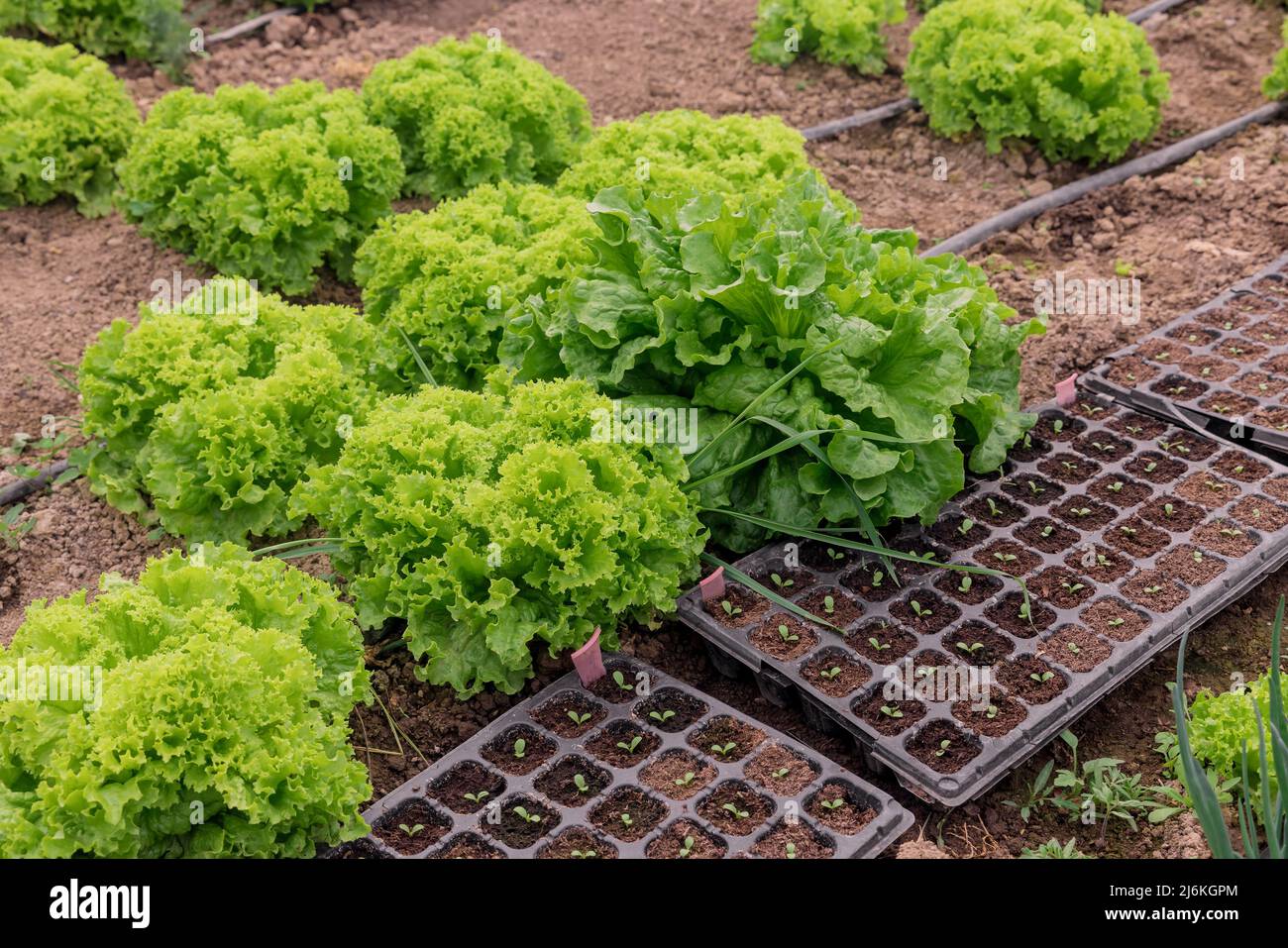 Salat wächst im Gewächshaus mit Tropfbewässerungssystem. Stockfoto