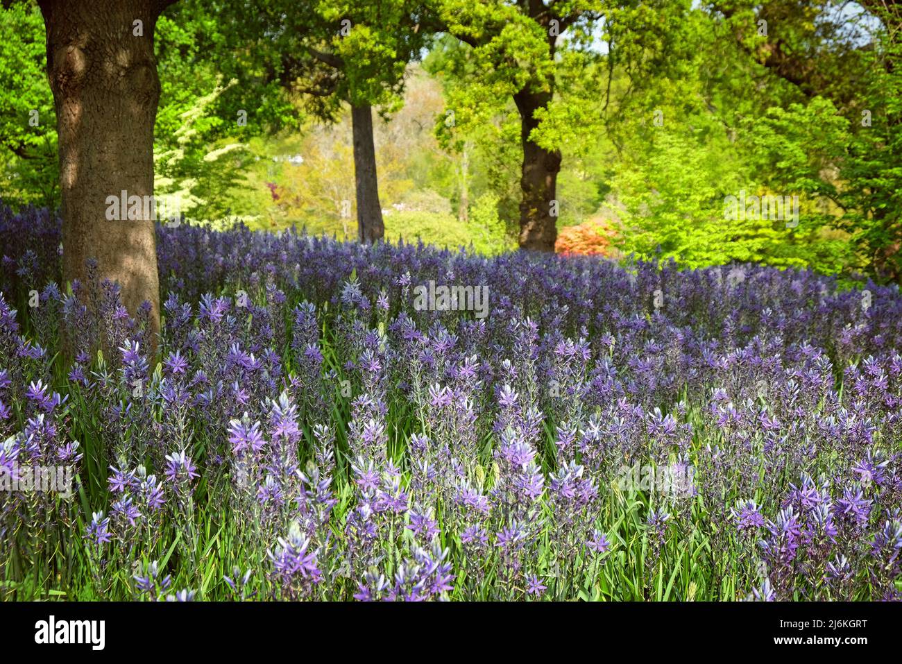 Schwungvolle Darstellungen von blühenden Camassien. Stockfoto