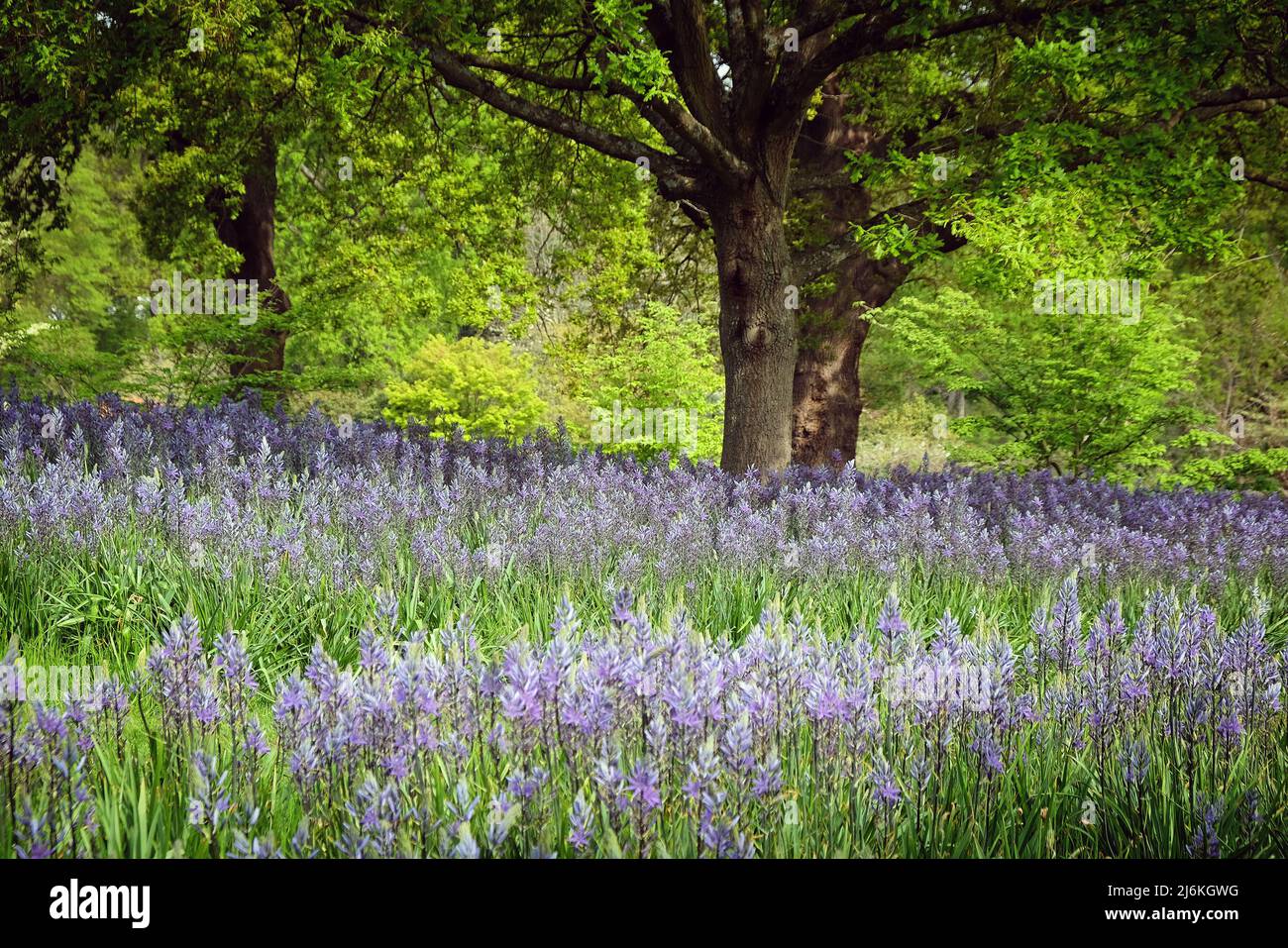 Schwungvolle Darstellungen von blühenden Camassien. Stockfoto