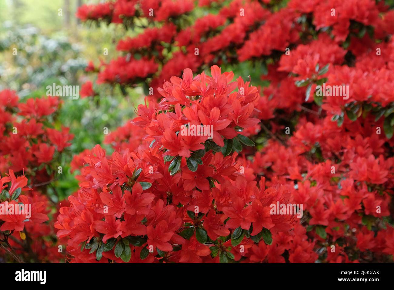 Roter Rhododendron 'Rustica' in Blüte Stockfoto