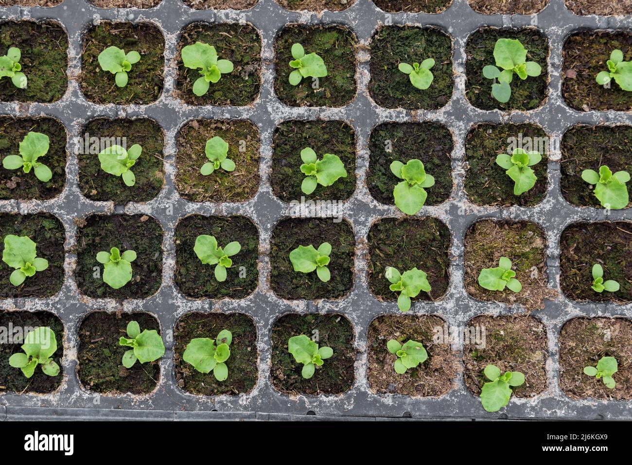 Draufsicht auf den Rosensalat-Sämling im Anbautablett Stockfoto
