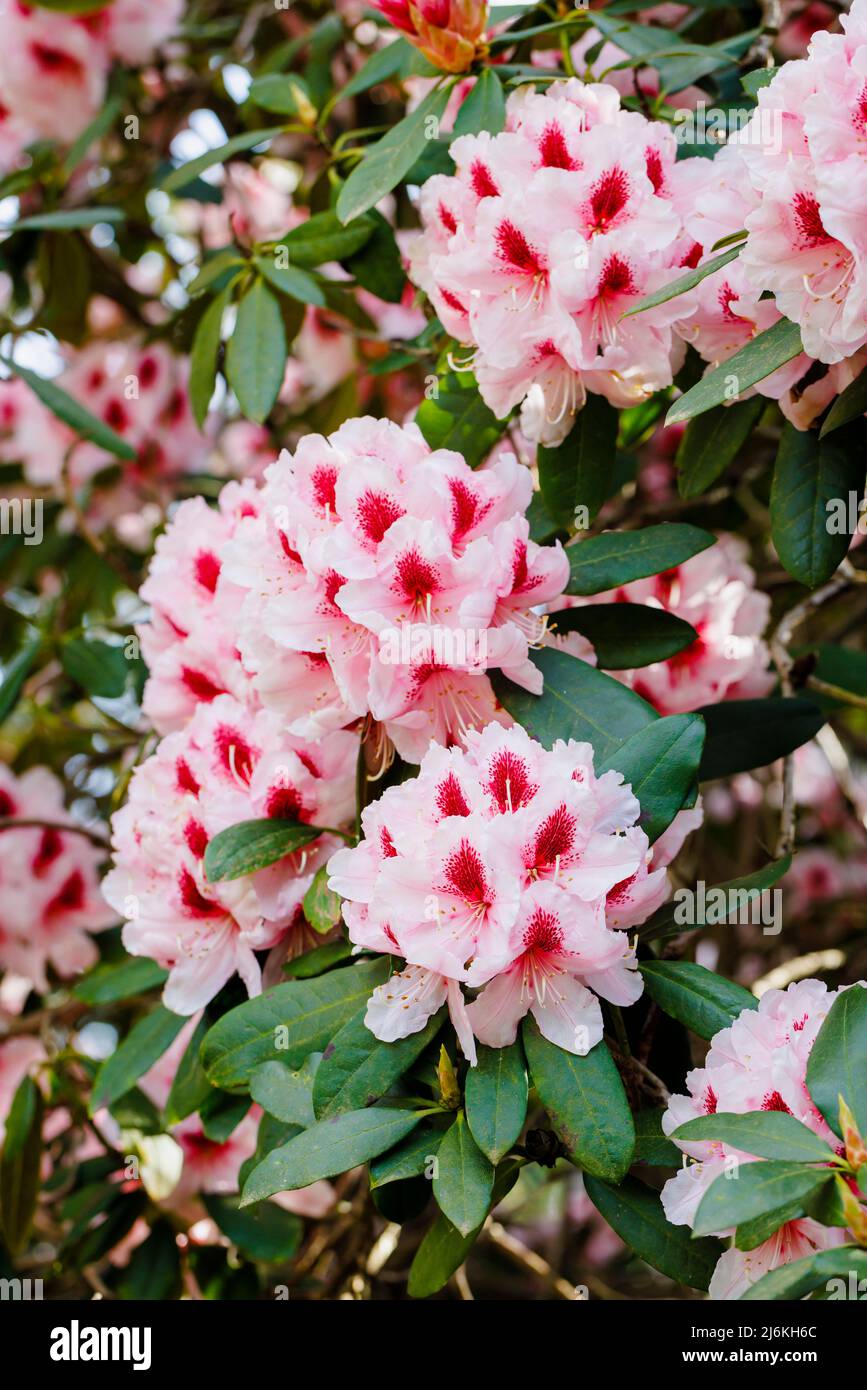 Große Rhododendron-Blütenköpfe mit rosa Blütenblättern und melierten tiefroten Kehlen wachsen in einem Garten in Surrey, Südostengland Stockfoto