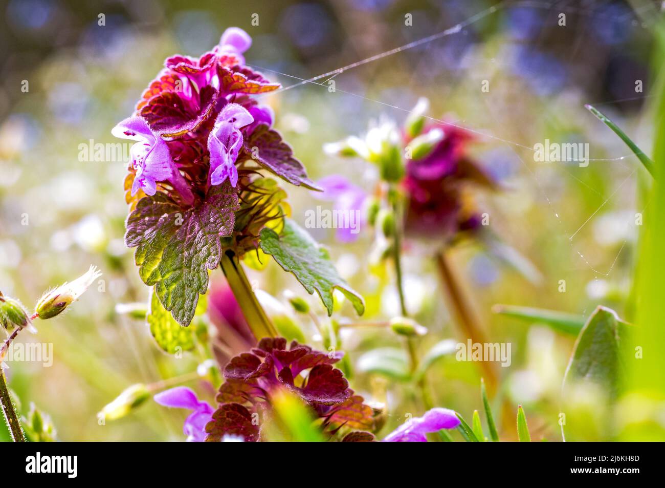 Schlamm sauber, Pflanze, lila-rosa Blüten, Stachys palustris L, auf der Wiese in unmittelbarer Nähe, bunt verschwommen Bokeh Stockfoto