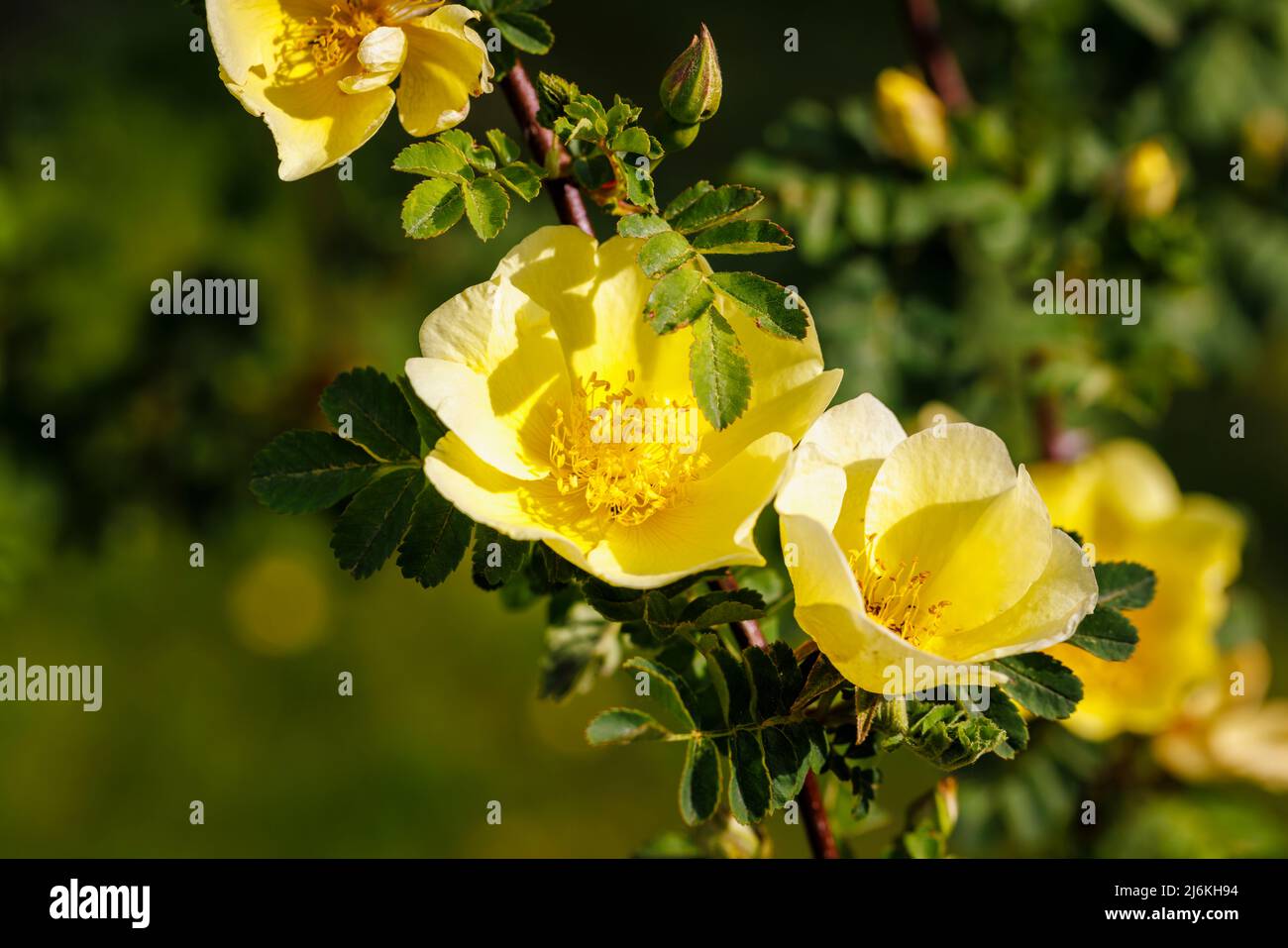 Früh blühende große gelbe Strauchrose, einzelne Blüten von Rosa xanthina var. Spontanea „Canary Bird“, Gewinner des RHS Award of Garden Merit Stockfoto