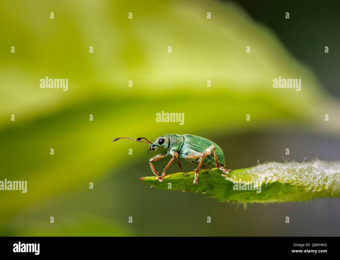Ein kleiner leuchtend metallischer grüner Weevil (um 5mm), Polydrusus formosus, auf dem Blatt eines Apfelbaums in einem Garten im Frühjahr in Surrey, Großbritannien Stockfoto