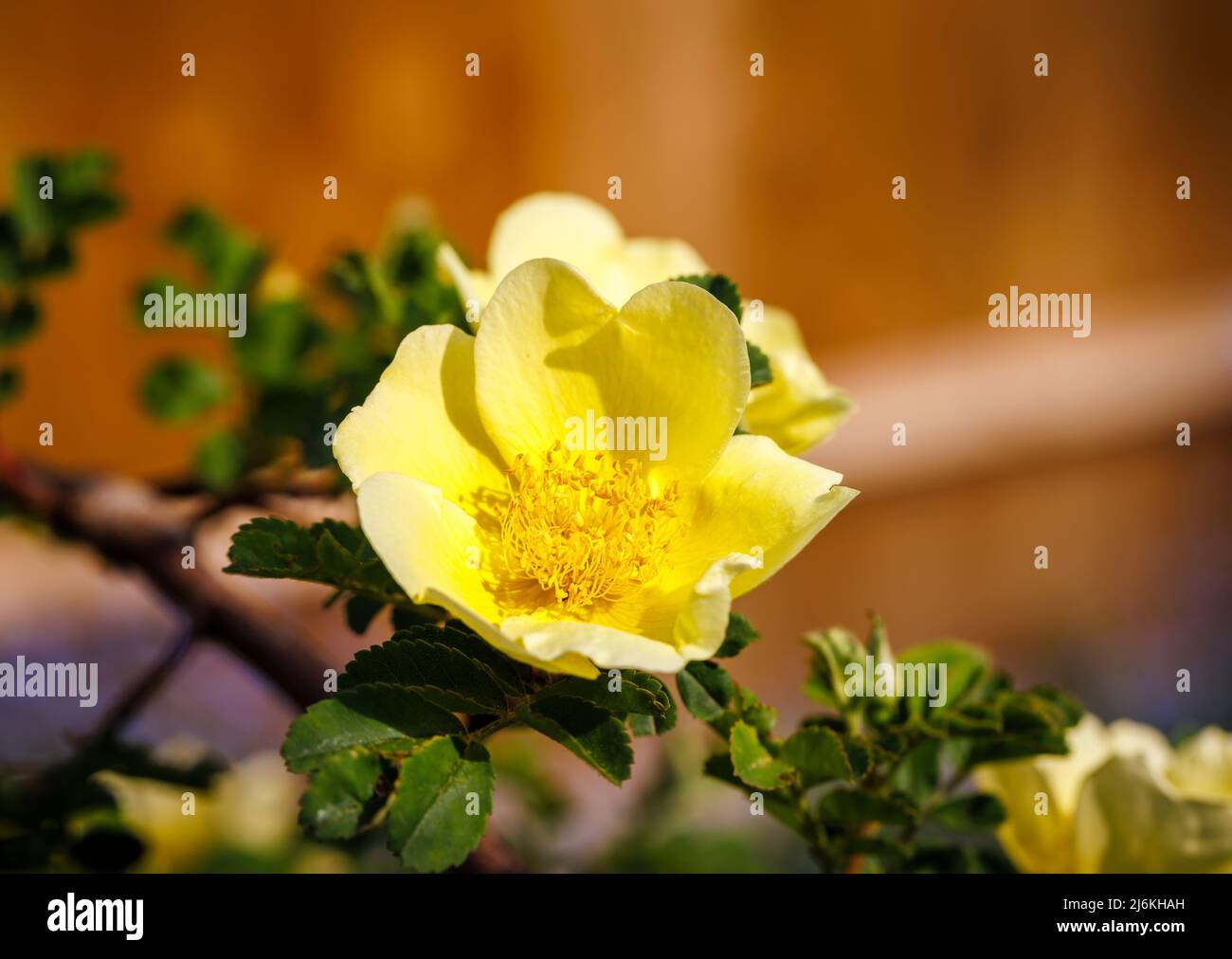 Früh blühende große gelbe Strauchrose, einzelne Blüten von Rosa xanthina var. Spontanea „Canary Bird“, Gewinner des RHS Award of Garden Merit Stockfoto