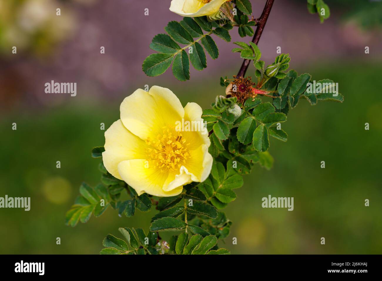 Früh blühende große gelbe Strauchrose, einzelne Blüten von Rosa xanthina var. Spontanea „Canary Bird“, Gewinner des RHS Award of Garden Merit Stockfoto