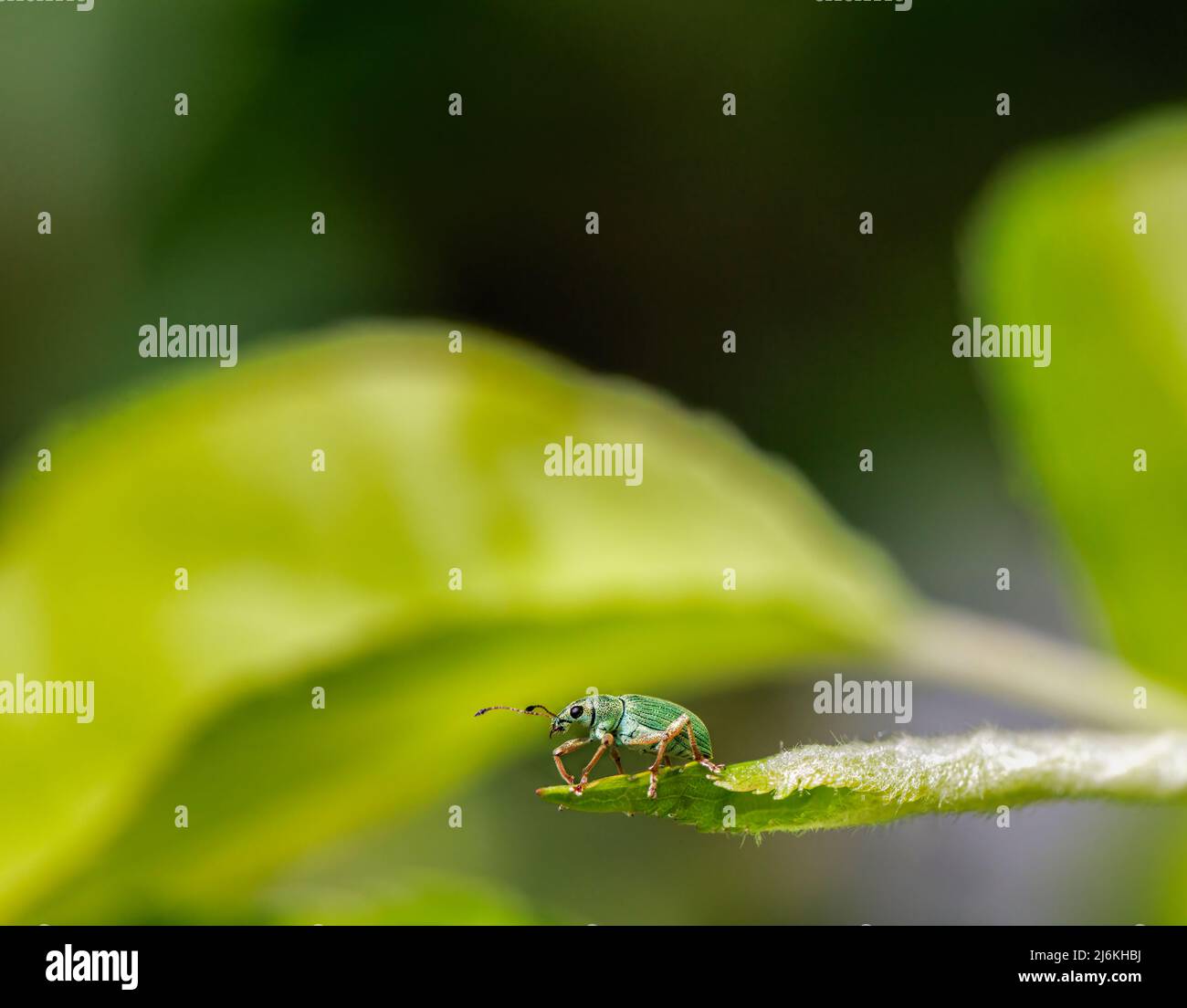 Ein kleiner leuchtend metallischer grüner Weevil (um 5mm), Polydrusus formosus, auf dem Blatt eines Apfelbaums in einem Garten im Frühjahr in Surrey, Großbritannien Stockfoto