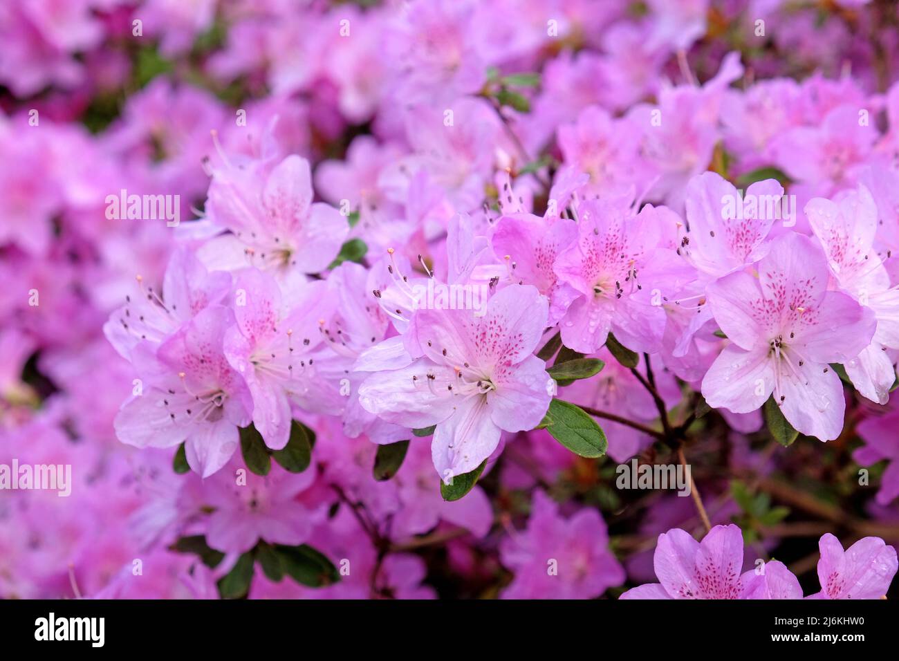 Blassrosa koreanische Azaleen in Blüte Stockfoto