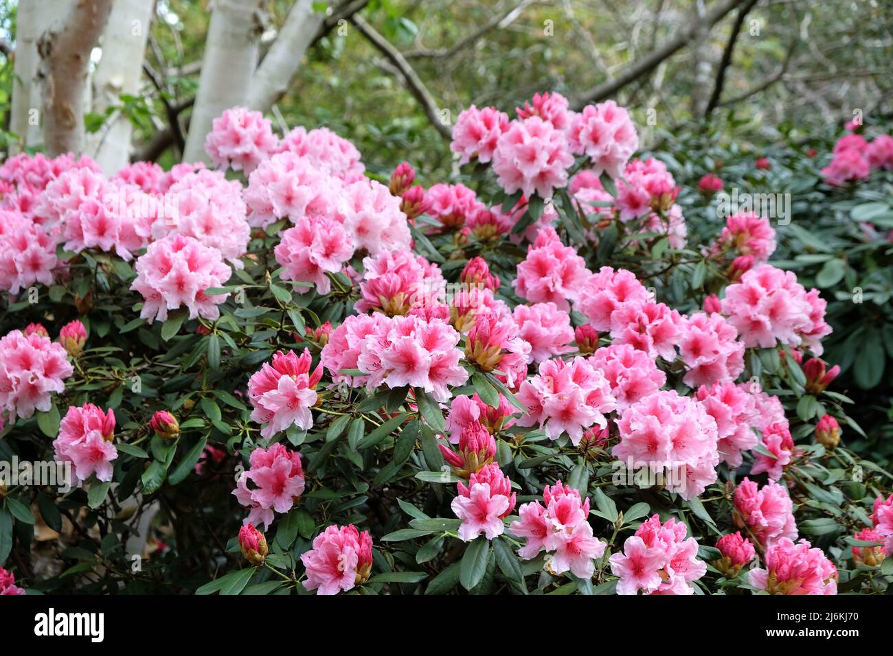 Rosafarbenes und weißes Rhododendron 'Hydon Dawn' in Blüte Stockfoto