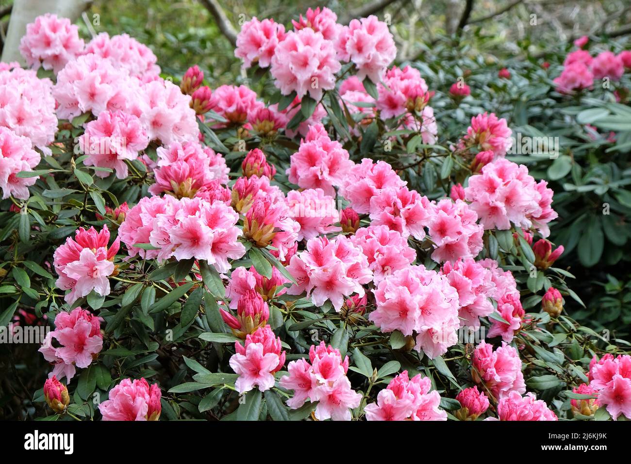 Rosafarbenes und weißes Rhododendron 'Hydon Dawn' in Blüte Stockfoto