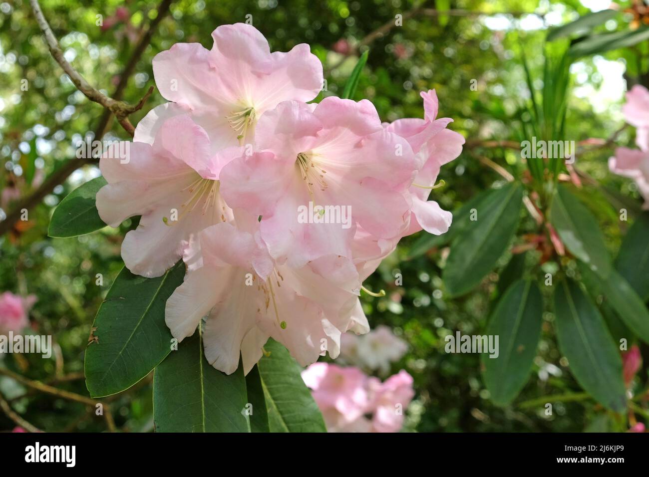 Blassrosa Rhododendron 'Loderi Patience' in Blüte. Stockfoto