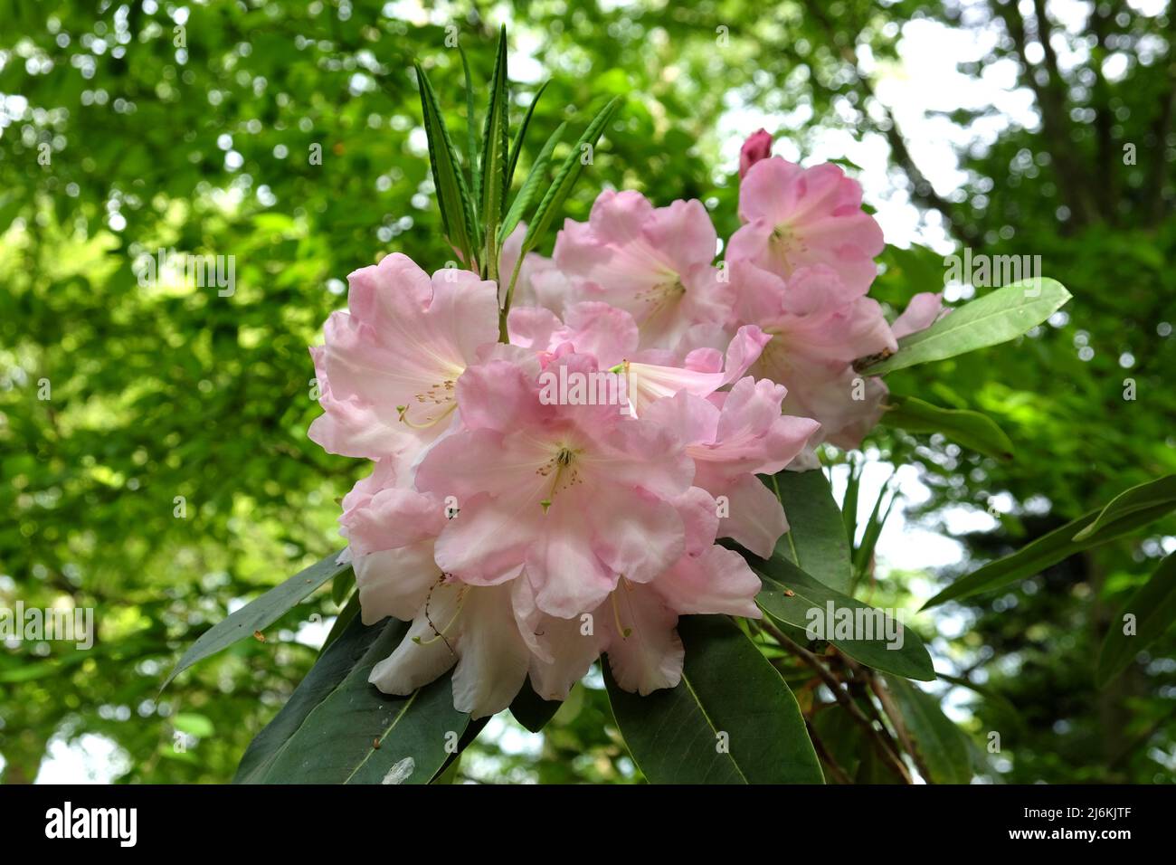 Blassrosa Rhododendron 'Loderi Patience' in Blüte. Stockfoto