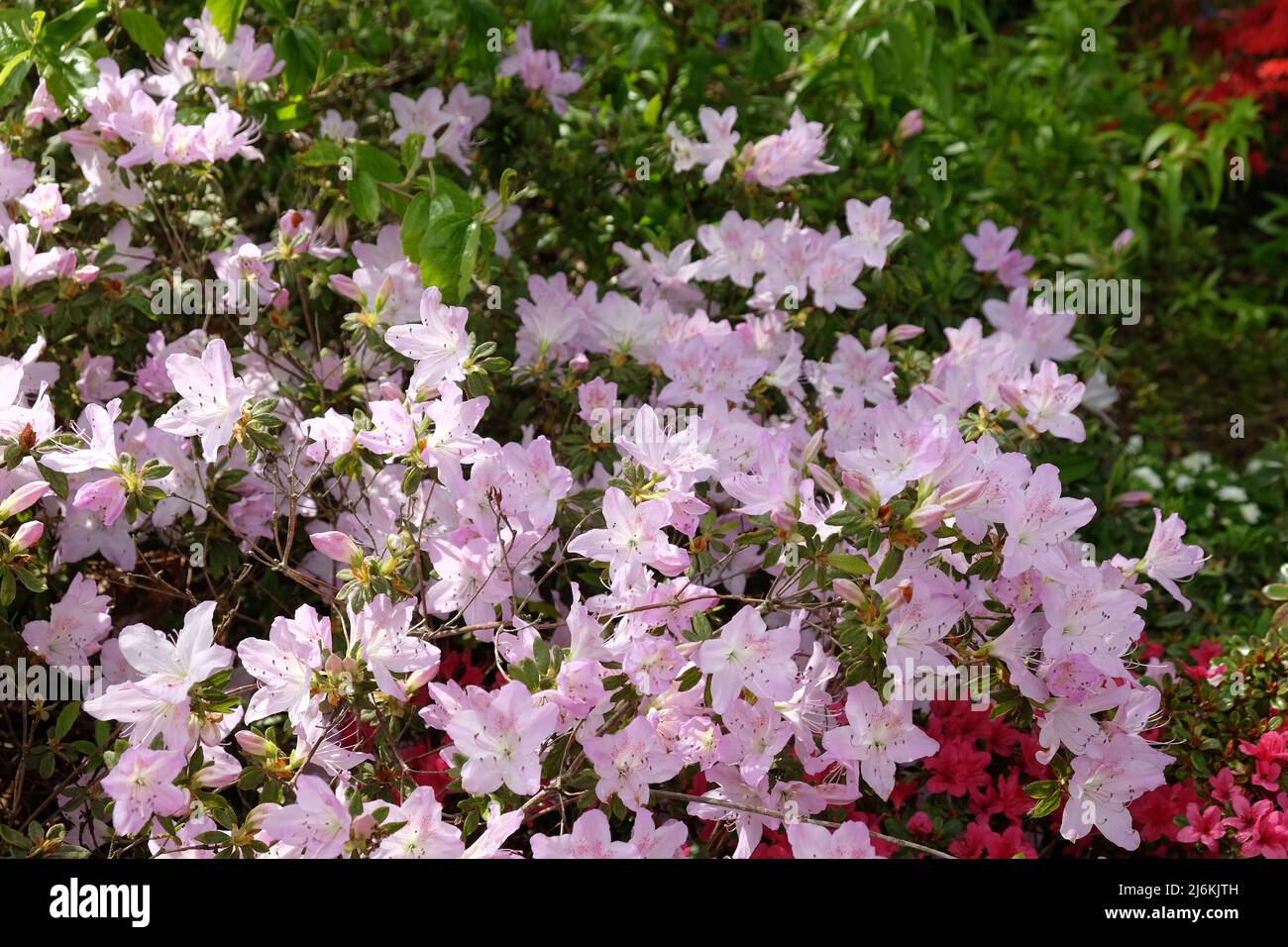 Blassrosa Rhododendron 'ucronatum' in Blüte. Stockfoto