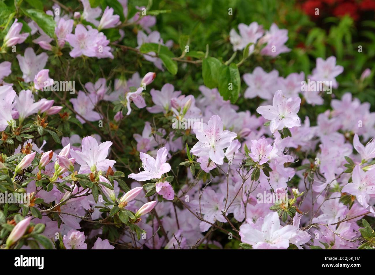 Blassrosa Rhododendron 'ucronatum' in Blüte. Stockfoto