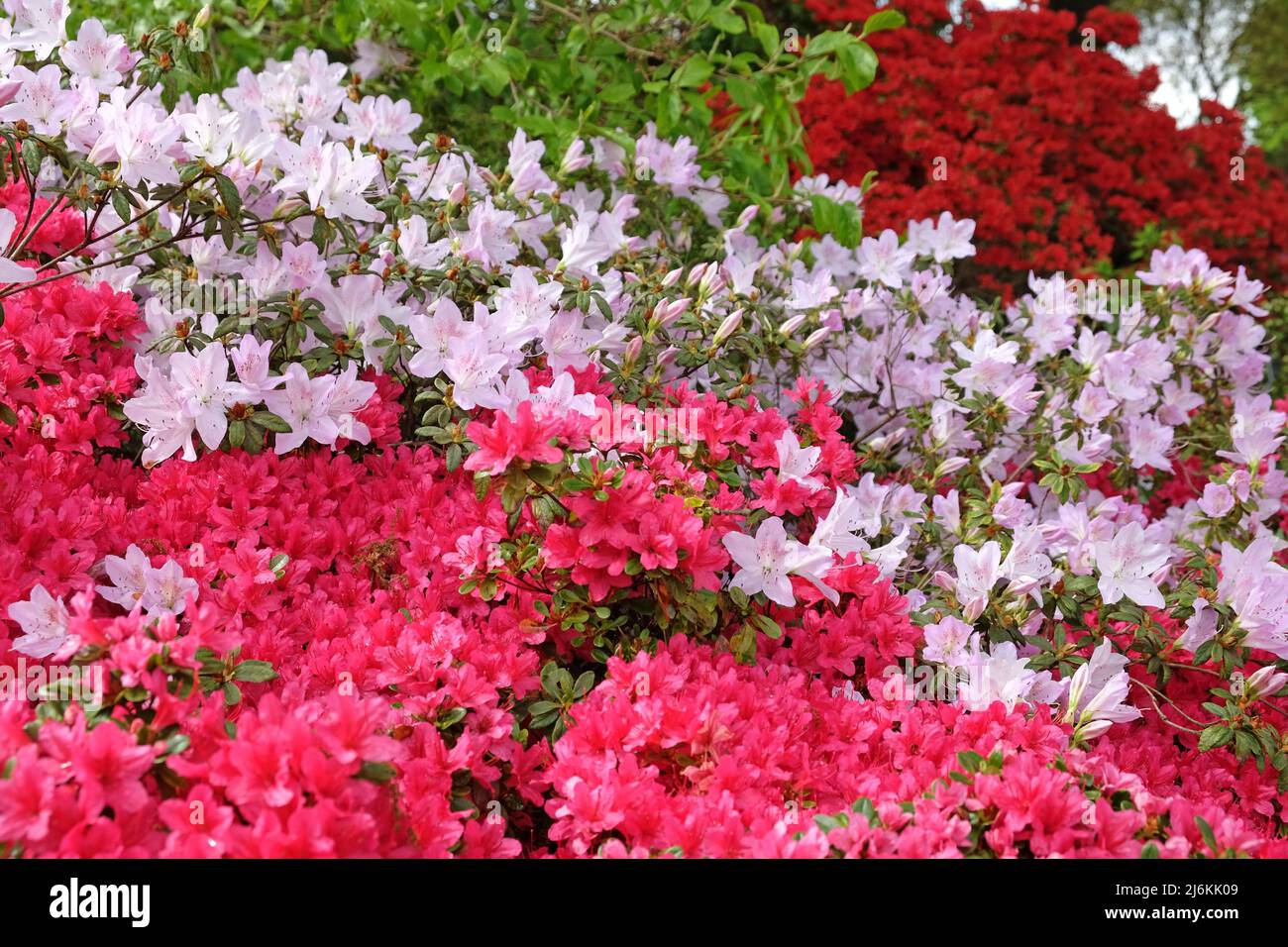 Rosa Rhododendren ÔmucronatumÕ und Ôima shojoÕ in Blüte. Stockfoto