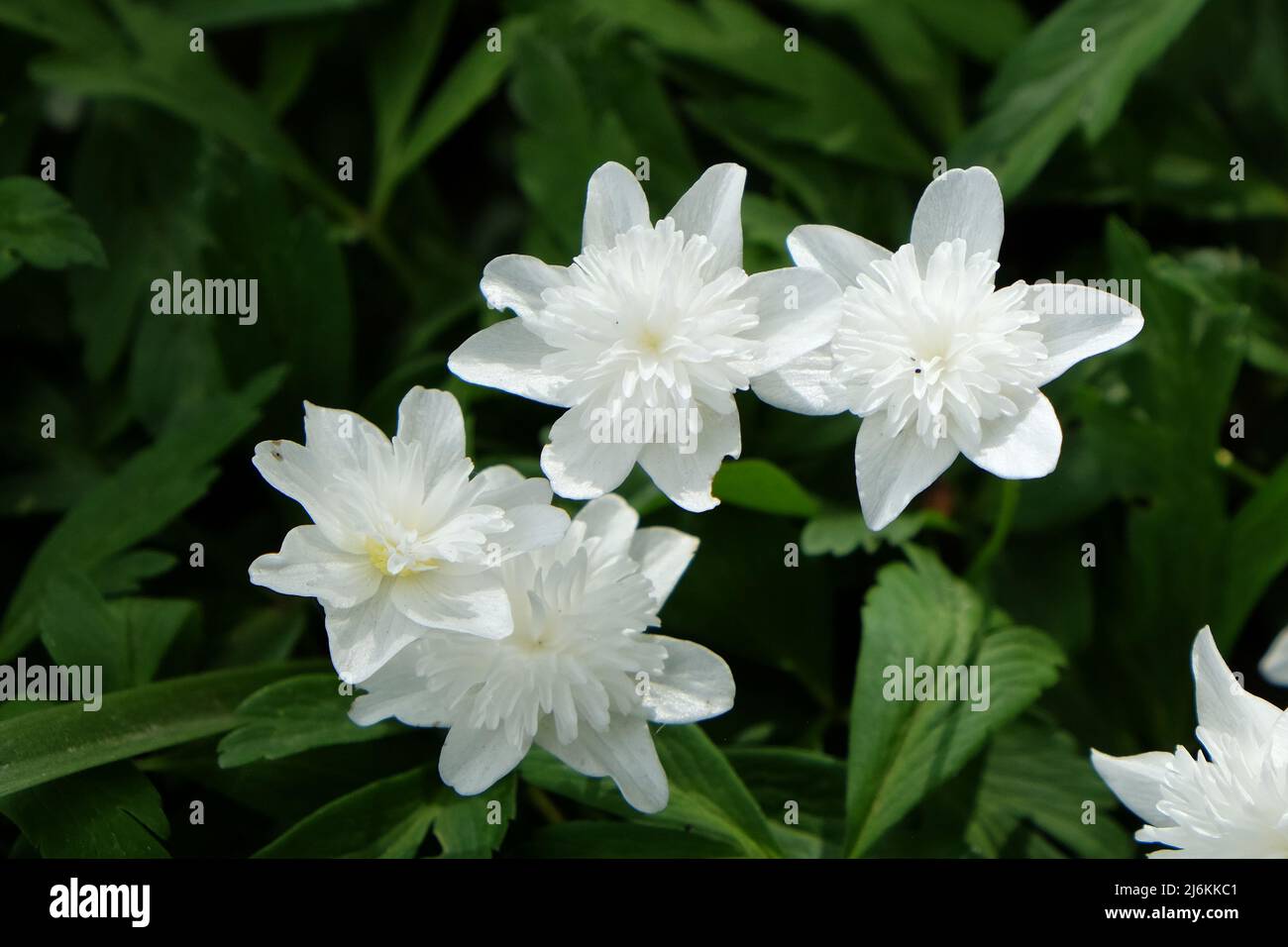 Weiße Doppelholzanemone Ô VestalÕ in Blüte Stockfoto
